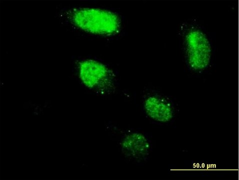 Monoclonal Anti-ZNF213 antibody produced in mouse clone 3D3, purified immunoglobulin, buffered aqueous solution