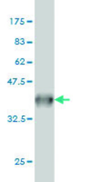 Monoclonal Anti-SYT2 antibody produced in mouse clone 1G10, purified immunoglobulin, buffered aqueous solution