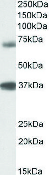 Anti-TRIM29 antibody produced in goat affinity isolated antibody, buffered aqueous solution