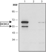 Anti-DCDC2 (C-terminal) antibody produced in rabbit ~1.5 mg/mL, affinity isolated antibody, buffered aqueous solution