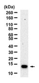 Anti-S100A12 Antibody, clone 1L6 ZooMAb® Rabbit Monoclonal recombinant, expressed in HEK 293 cells