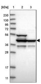 Anti-DFFA antibody produced in rabbit Prestige Antibodies® Powered by Atlas Antibodies, affinity isolated antibody, buffered aqueous glycerol solution, Ab2