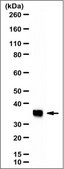 Anti-LDHB Antibody from rabbit, purified by affinity chromatography