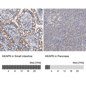 Anti-AKAP9 antibody produced in rabbit Prestige Antibodies&#174; Powered by Atlas Antibodies, affinity isolated antibody, buffered aqueous glycerol solution