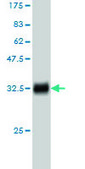 Monoclonal Anti-RPL14 antibody produced in mouse clone 1B4, purified immunoglobulin, buffered aqueous solution