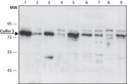 Anti-Cullin 3 (C-terminal) antibody produced in rabbit ~1.0 mg/mL, affinity isolated antibody, buffered aqueous solution