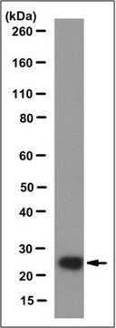 Anti-BDNF Antibody, clone 8G8.2 clone 8G8.2, from mouse