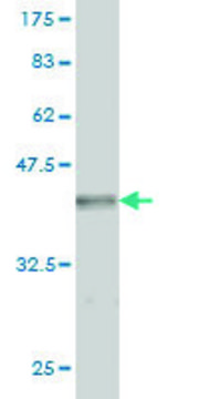 Monoclonal Anti-GRID2 antibody produced in mouse clone 1A1, purified immunoglobulin, buffered aqueous solution