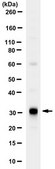Anti-HLA-DRB3 from rabbit, purified by affinity chromatography