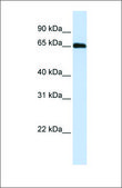 Anti-WDR23 antibody produced in rabbit affinity isolated antibody