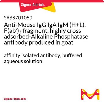 Anti-Mouse IgG IgA IgM (H+L), F(ab&#8242;)2 fragment, highly cross adsorbed-Alkaline Phosphatase antibody produced in goat affinity isolated antibody, buffered aqueous solution