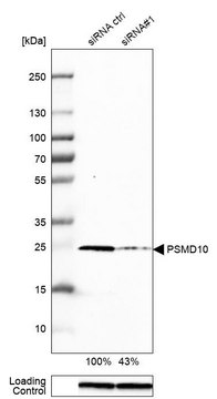 Anti-PSMD10 antibody produced in rabbit Prestige Antibodies&#174; Powered by Atlas Antibodies, affinity isolated antibody, buffered aqueous glycerol solution