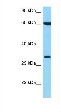 Anti-HLA-C antibody produced in rabbit affinity isolated antibody