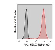 Anti-Human Histone H2A.X (1C22) ColorWheel® Dye-Ready mAb
