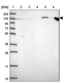Anti-ANAPC1 antibody produced in rabbit Prestige Antibodies® Powered by Atlas Antibodies, affinity isolated antibody, buffered aqueous glycerol solution