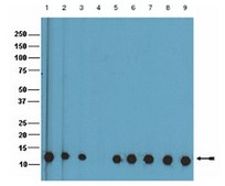 Anti-monomethyl Histone H4 (Lys20) Antibody, Trial Size Upstate®, from rabbit