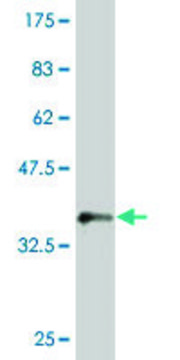 Monoclonal Anti-MKRN1 antibody produced in mouse clone 4E9, purified immunoglobulin, buffered aqueous solution