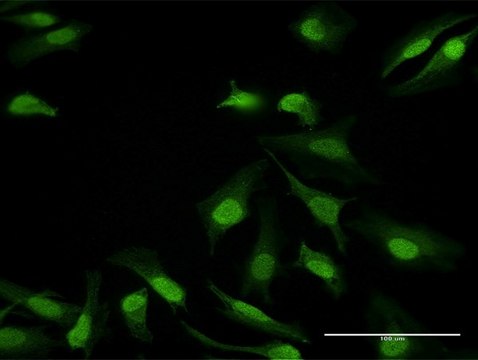 Anti-DDB1 antibody produced in mouse purified immunoglobulin, buffered aqueous solution