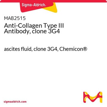 Anti-Collagen Type III Antibody, clone 3G4 ascites fluid, clone 3G4, Chemicon&#174;