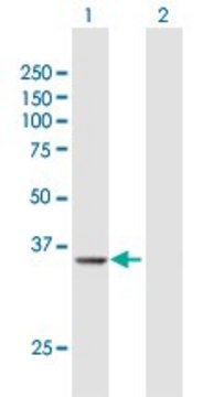 Anti-PRMT6 antibody produced in rabbit purified immunoglobulin, buffered aqueous solution