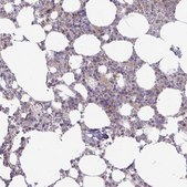 Anti-PGLYRP1 antibody produced in rabbit Prestige Antibodies® Powered by Atlas Antibodies, affinity isolated antibody, buffered aqueous glycerol solution