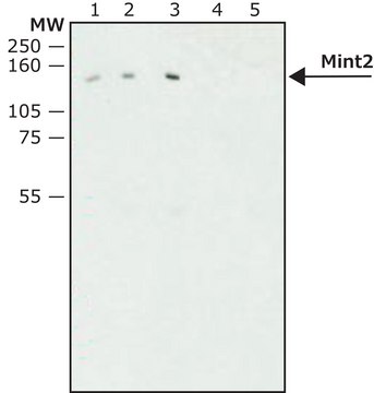 Anti-Mint2 antibody produced in rabbit affinity isolated antibody, buffered aqueous solution