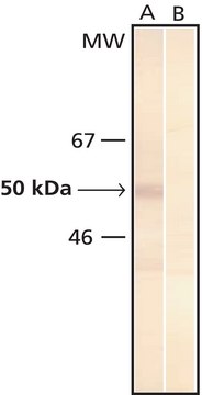 Monoclonal Anti-Phosphoserine antibody produced in mouse clone PSR-45, ascites fluid