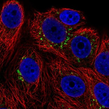 Anti-POMT1 antibody produced in rabbit Prestige Antibodies&#174; Powered by Atlas Antibodies, affinity isolated antibody