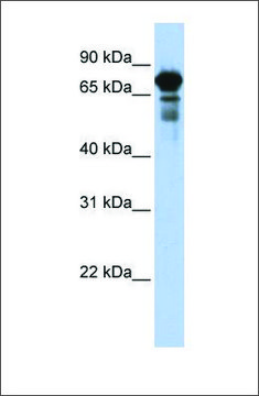 Anti-TRIM29 (ab2) antibody produced in rabbit affinity isolated antibody