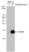 Anti-Capsid Protein antibody produced in rabbit affinity isolated antibody, buffered aqueous solution