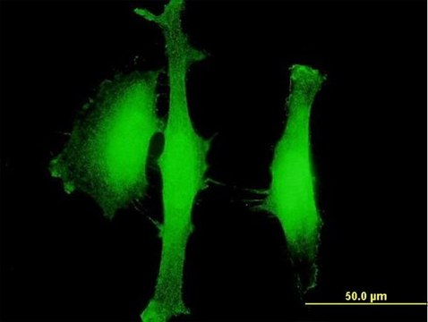 Anti-AGBL5 antibody produced in mouse purified immunoglobulin, buffered aqueous solution