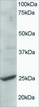 Anti-CYB561D2 antibody produced in goat affinity isolated antibody, buffered aqueous solution