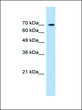 Anti-LAS1L antibody produced in rabbit affinity isolated antibody