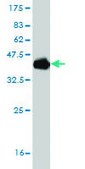 Monoclonal Anti-POU6F2 antibody produced in mouse clone 8F9, purified immunoglobulin, buffered aqueous solution