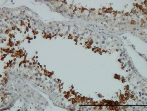 Monoclonal Anti-AKT1 antibody produced in mouse clone 2H1, purified immunoglobulin, buffered aqueous solution