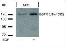 Anti-phospho-EGFR (pTyr1092) antibody produced in rabbit affinity isolated antibody
