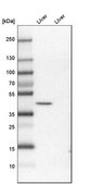 Anti-PRDM12 antibody produced in rabbit Prestige Antibodies® Powered by Atlas Antibodies, affinity isolated antibody, buffered aqueous glycerol solution