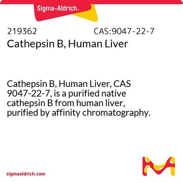 组织蛋白酶B，来源于人肝脏 Cathepsin B, Human Liver, CAS 9047-22-7, is a purified native cathepsin B from human liver, purified by affinity chromatography. Upregulated in many types of tumors.