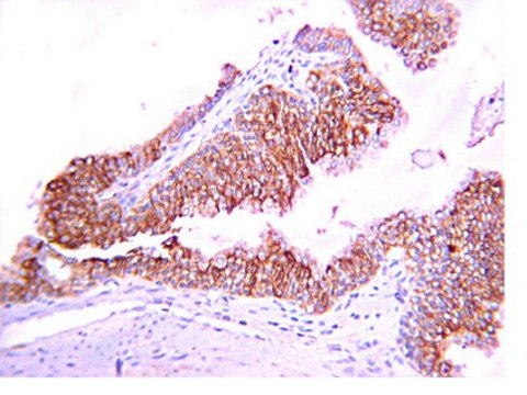 Anti-MT1-MMP Antibody, hinge region from rabbit, purified by affinity chromatography