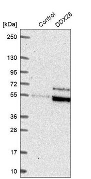 Anti-DDX28 antibody produced in rabbit Prestige Antibodies&#174; Powered by Atlas Antibodies, affinity isolated antibody, buffered aqueous glycerol solution