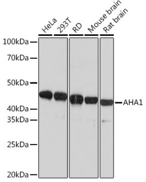 Anti-AHA1 Antibody, clone 8E5H7, Rabbit Monoclonal