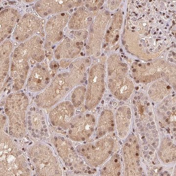 Anti-MAPKAPK2 antibody produced in rabbit Prestige Antibodies&#174; Powered by Atlas Antibodies, affinity isolated antibody