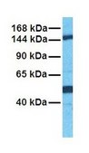 Anti-COPA antibody produced in rabbit affinity isolated antibody