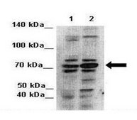 Anti-PARN antibody produced in rabbit IgG fraction of antiserum