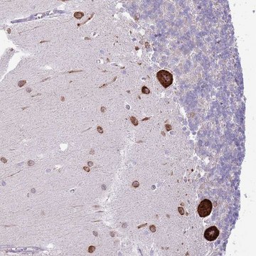 Anti-FBRSL1 antibody produced in rabbit Prestige Antibodies&#174; Powered by Atlas Antibodies, affinity isolated antibody, buffered aqueous glycerol solution