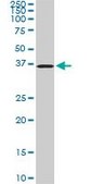 Monoclonal Anti-POMZP3 antibody produced in mouse clone 2E7, purified immunoglobulin, buffered aqueous solution
