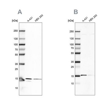 Anti-COX20 antibody produced in rabbit Prestige Antibodies&#174; Powered by Atlas Antibodies, affinity isolated antibody, buffered aqueous glycerol solution