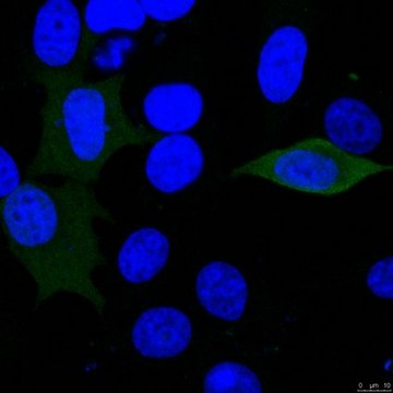 Anti-Luciferase from rabbit, purified by affinity chromatography