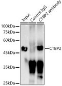 Anti-CTBP2 Antibody, clone 1R1U6, Rabbit Monoclonal