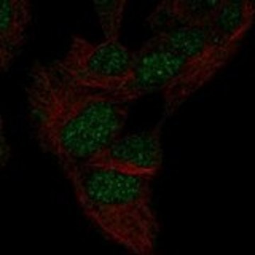 Anti-MXI1 antibody produced in rabbit Prestige Antibodies&#174; Powered by Atlas Antibodies, affinity isolated antibody, buffered aqueous glycerol solution